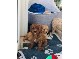 Male and Female Cavapoo puppies for sale