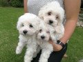 charming-tea-cup-maltese-puppies-for-adoption-small-0