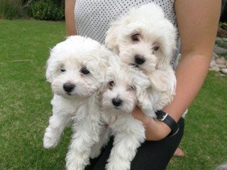 Charming tea cup maltese puppies for adoption