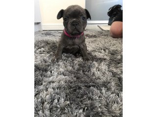 French Bulldog  puppies  for sale