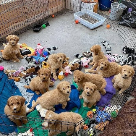 goldendoodle-puppies-for-sale-big-0