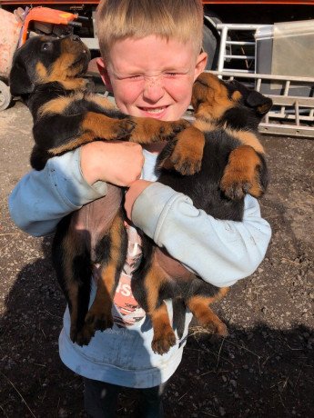 male-and-female-rottweiler-puppies-for-sale-big-0