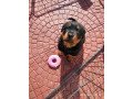 male-and-female-rottweiler-puppies-for-sale-small-1