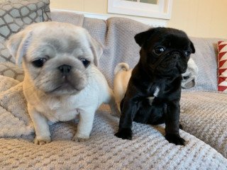 Male and Female pug puppies for sale