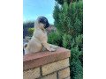 male-and-female-pug-puppies-for-sale-small-1
