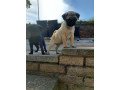 male-and-female-pug-puppies-for-sale-small-0