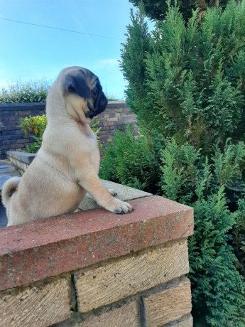 male-and-female-pug-puppies-for-sale-big-1