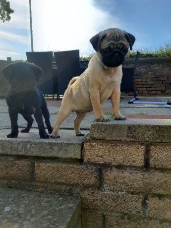 male-and-female-pug-puppies-for-sale-big-0