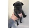 male-and-female-french-bulldog-puppies-for-sale-small-1