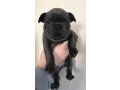 male-and-female-french-bulldog-puppies-for-sale-small-0