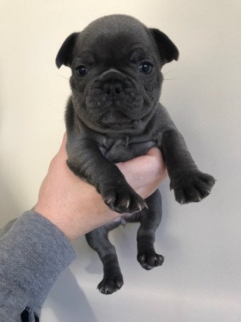 male-and-female-french-bulldog-puppies-for-sale-big-1