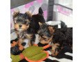 home-raised-and-house-broken-yorkies-small-0