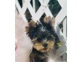 home-raised-and-house-broken-yorkies-small-1