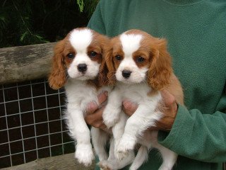 Gorgeous  Cavalier King Charles  puppies