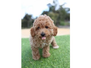 Teacup/Toy Poodle Babies Ready Now