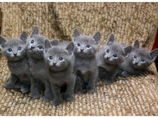 Gorgeous Russian Blue kittens for sale.