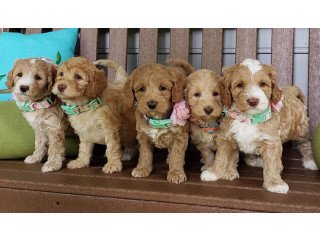 Mix  Breed Cavoodle  Puppies.
