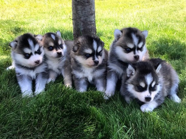 well-trained-pomsky-puppies-for-new-homes-big-0