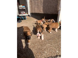 Beautiful Boxer puppies ready now.