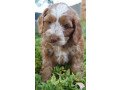 top-class-cockapoo-puppies-ready-small-0