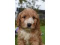 top-class-cockapoo-puppies-ready-small-1