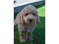 top-class-cockapoo-puppies-ready-small-2