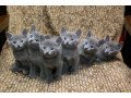 adorable-russian-blue-kittens-small-0