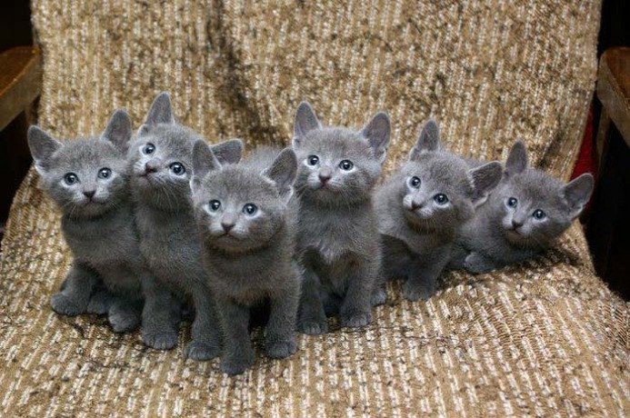 adorable-russian-blue-kittens-big-0