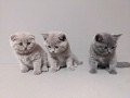 scottish-fold-kittens-for-sale-small-0