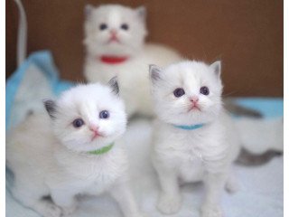 Ragdolls kittens for sale