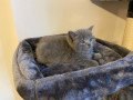 british-shorthair-kittens-for-sale-small-1