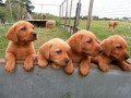 home-raised-labrador-retriever-pups-small-0