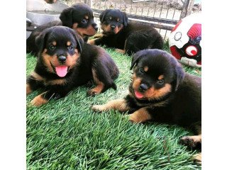 Rottweiler Puppies for sale.
