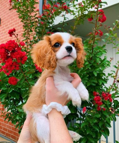cavalier-king-charles-puppies-for-sale-big-1