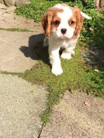 cavalier-king-charles-puppies-for-sale-big-0