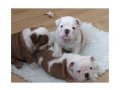 english-bulldog-puppies-small-0