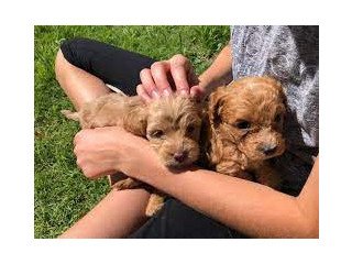 Perfect little Cockapoo  Puppies Available