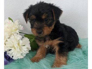 Home Raised Yorkshire Terrier Puppies For Rehoming.