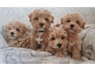 We have available Maltipoo puppies