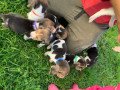 two-beagle-puppies-for-sale-small-0