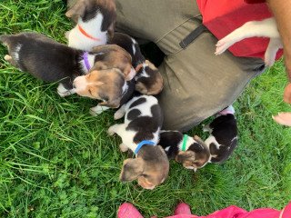 Two Beagle puppies  for sale