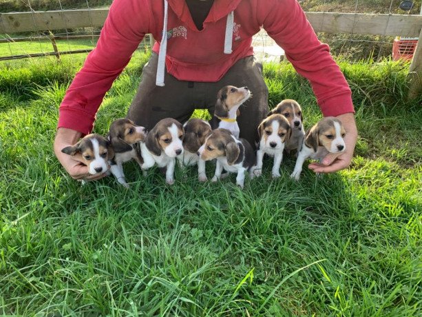 two-beagle-puppies-for-sale-big-1