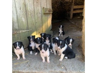 Border Collie puppies  for sale
