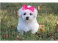 adorable-male-and-female-bichon-frise-puppies-small-0