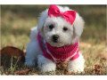 adorable-male-and-female-bichon-frise-puppies-small-1