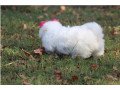 adorable-male-and-female-bichon-frise-puppies-small-2