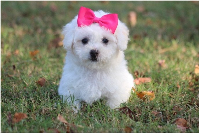 adorable-male-and-female-bichon-frise-puppies-big-0