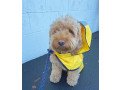 labradoodle-for-sale-small-1
