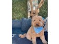 labradoodle-for-sale-small-2