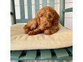 labradoodle-for-sale-small-0
